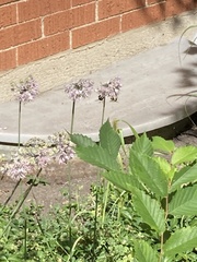 Bombus impatiens