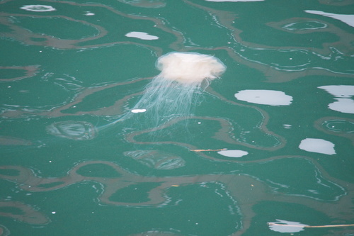 Cyanea nozakii