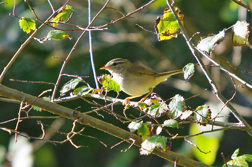 Radde's Warbler, photo 5 of 10
