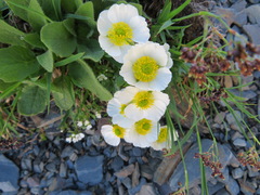 Ranunculus glacialis