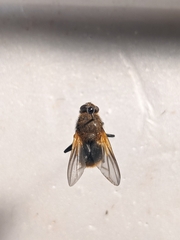 Mesembrina decipiens