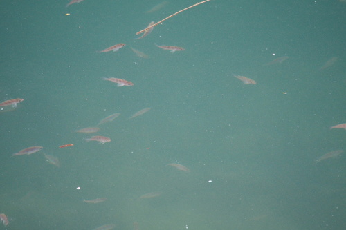 Sebastes inermis