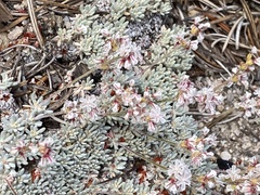 Eriogonum wrightii subscaposum