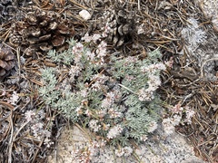 Eriogonum wrightii subscaposum