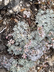 Eriogonum wrightii subscaposum