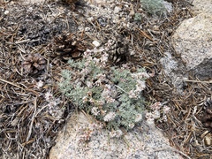 Eriogonum wrightii subscaposum