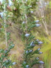 Erica pubigera