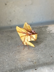 Trotocraspeda divaricata