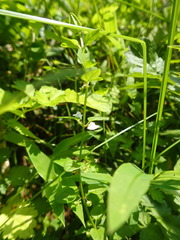 Scutellaria dependens