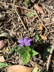 Ruellia erythropus