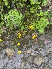 Erythranthe caespitosa