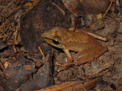 Pristimantis reichlei