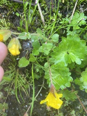 Erythranthe caespitosa