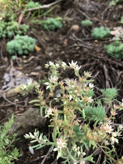 Sedum