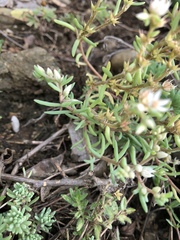 Sedum