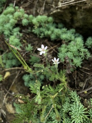 Sedum