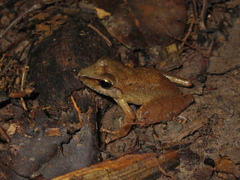 Pristimantis reichlei