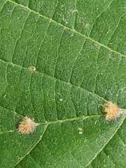 Eriophyes exilis