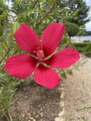 Hibiscus coccineus