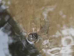 Mauremys reevesii