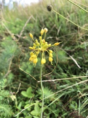 Allium flavum