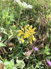 Allium flavum