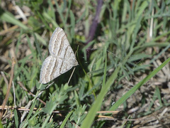Scotopteryx coarctaria