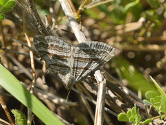 Scotopteryx coarctaria