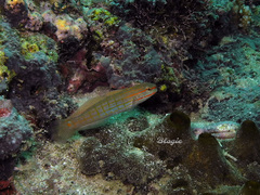 Amblygobius decussatus