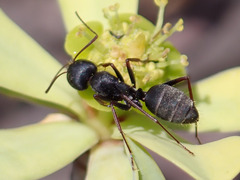 Camponotus feae