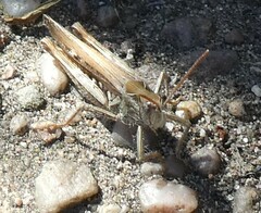 Chorthippus brunneus