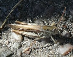 Chorthippus brunneus