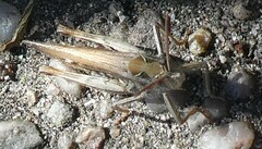 Chorthippus brunneus