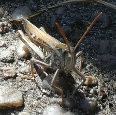 Chorthippus brunneus