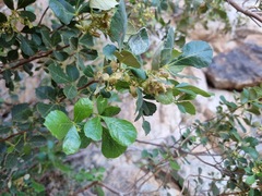 Searsia populifolia