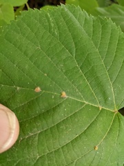 Eriophyes exilis