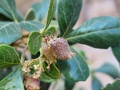 Searsia populifolia