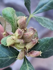Searsia populifolia