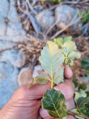 Searsia populifolia