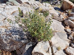 Searsia populifolia