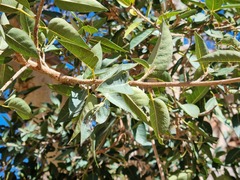 Ficus cordata