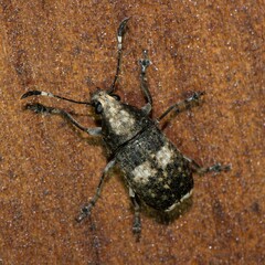 Phloeobius