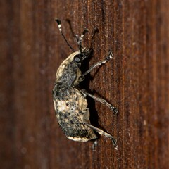 Phloeobius