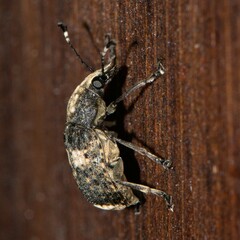 Phloeobius