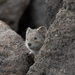 European Snow Vole - Photo (c) Katen Setrinen, some rights reserved (CC BY-NC), uploaded by Katen Setrinen