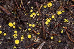 Podophacidium xanthomelum