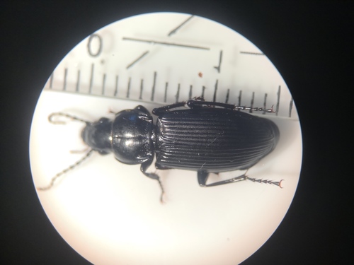 Rain Beetle, 9261 Eastermar, Netherlands, photo 4 of 10
