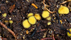 Podophacidium xanthomelum