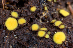 Podophacidium xanthomelum