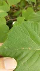 Eriophyes exilis